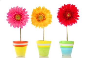 Image showing happy flowers
