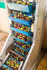 Image showing Olive processing plant