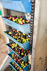 Image showing Olive processing plant