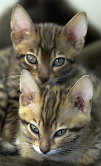 Image showing Two bengal kittens