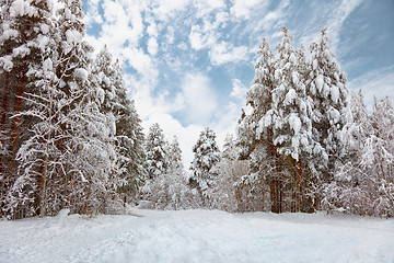 Image showing Winter forest landscape