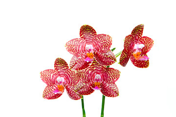 Image showing Phalaenopsis Orchid 