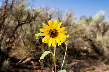 Image showing Helianthus Laetiflorus Sunflower Sagebrush Desert