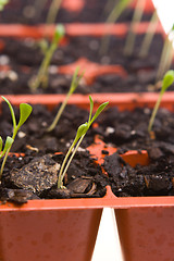 Image showing Daisy Seedlings Sprouting Tray Ready Transplanting