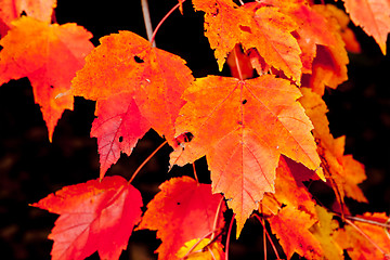 Image showing Full Frame Bunch Orange Autumn Maple Leaves Tree