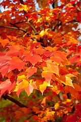 Image showing Full Frame Bunch Orange Autumn Maple Leaves Tree