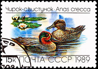 Image showing Eurasian, Common Teal, Anas crecca Floating Lake