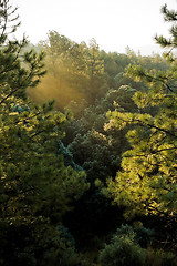 Image showing Sunrise in a New Mexico Pine Forest