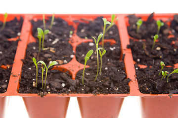 Image showing Daisy Seedlings Sprouting in Pots, Isolated White