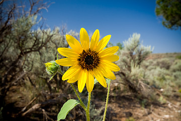 Image showing Sunflower Helianthus Laetiflorus New Mexico USA