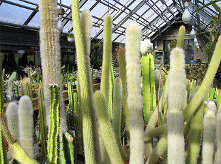 Image showing Greenhouse of succulents