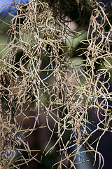 Image showing Strands Hanging Spanish Moss Tillandsia usneoides