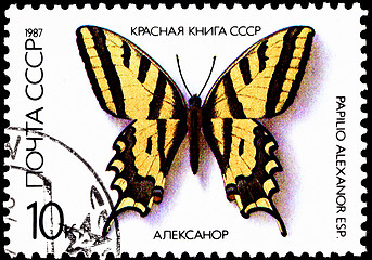 Image showing Papilio Alexanor, Yellow Swallowtail Butterfly