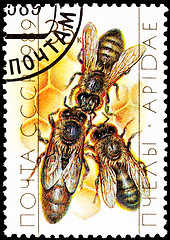 Image showing Queen Bee with Drone Bees on Honeycomb