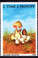 Image showing SÃ£o TomÃ© Postage Stamp Paddy Straw Mushroom Volvaria Volvacea