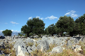 Image showing Olive grove