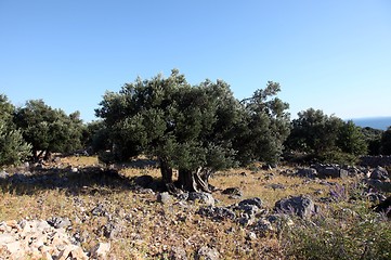 Image showing Olive grove