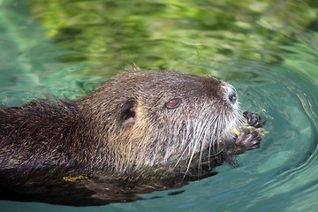 Image showing Nutria