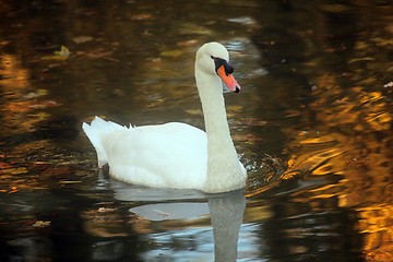 Image showing Swan