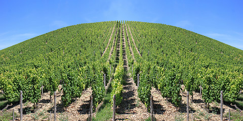 Image showing Vineyard