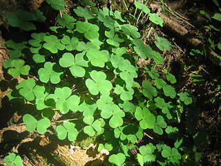 Image showing Clover field