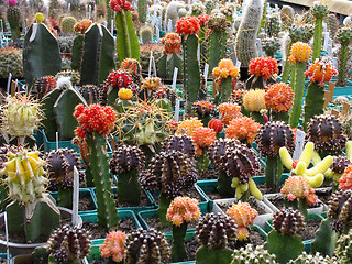 Image showing Top grafting  decorative succulents