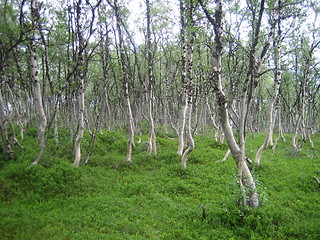 Image showing Dancing trees