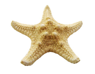 Image showing starfish