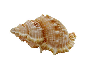 Image showing sea shell