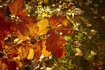 Image showing autumn leaves