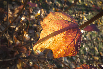 Image showing Autumn leave