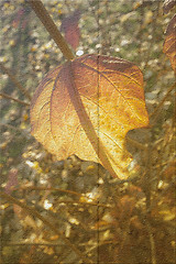 Image showing autumn background