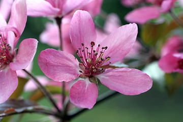 Image showing Fruit flowers in the earliest springtime