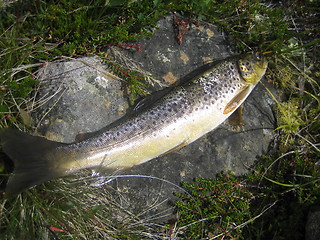 Image showing Mountain trout