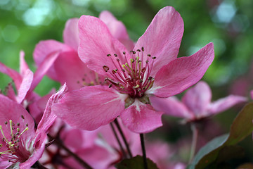 Image showing Fruit flowers in the earliest springtime