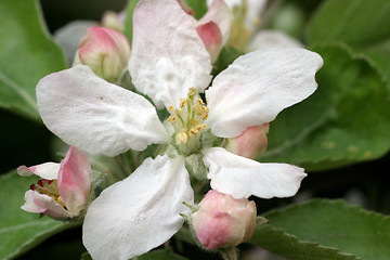 Image showing Fruit flowers in the earliest springtime