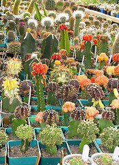 Image showing Top grafting  decorative succulents