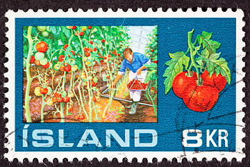 Image showing Greenhouse Hothouse Man Harvesting Tomato Vine