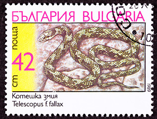 Image showing Canceled Bulgarian Postage Stamp Coiled European Cat Snake, Tele