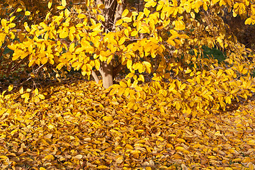 Image showing Yellow Leaves Falling Star Magnolia Tree in Autumn