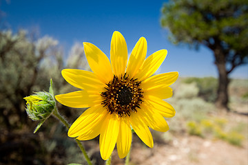 Image showing Yellow Desert Showy Sunflower Helianthus laetiflorus New Mexico