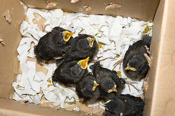 Image showing Group of Hungry Baby Birds in Cardboard Box, Shanghai China