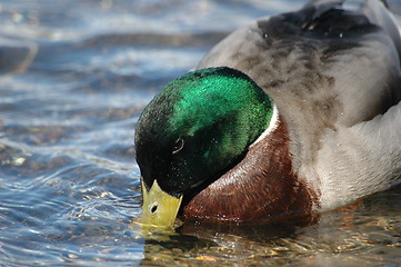 Image showing mallard