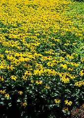 Image showing Full Frame Field of Brown/Black Eyed Susan Flowers, Yellow