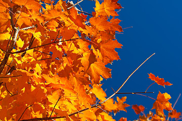 Image showing Backlit Orange, Red, Yellow Maple Leaves on Tree Fall Autumn