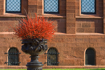 Image showing Pot Ilex verticillata Winterberry Front Building