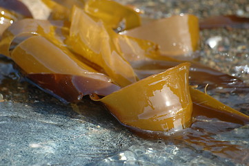 Image showing seaweed