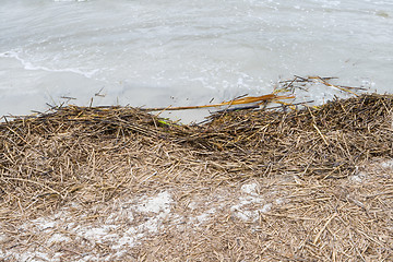 Image showing Reeds Washed Up on Beach Hilton Head, South Carolina 