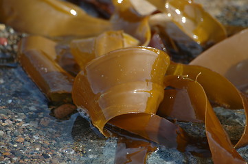 Image showing seaweed