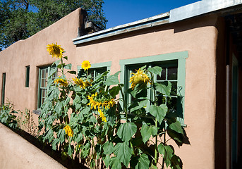 Image showing Sunflower Row Along Adobe House Santa Fe, New Mexico.